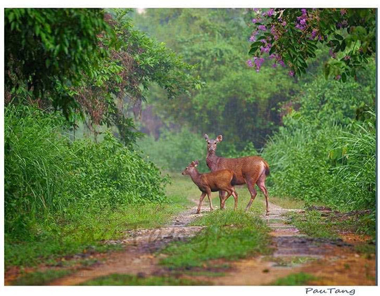 Bộ[-][-]NN&PTNT:[-]Xây[-]18km[-]đường[-]xuyên[-]rừng,[-]vườn[-]Cát[-]Tiên[-]không[-]bị[-]ảnh[-]hưởng